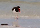 Oystercatcher0002.jpg