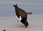 Oystercatcher0003.jpg