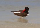 Oystercatcher0004.jpg