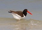 Oystercatcher0005.jpg