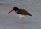 Oystercatcher0006.jpg