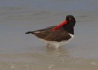 Oystercatcher0007.jpg
