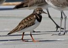 RuddyTurnstone-0001.jpg