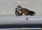 RuddyTurnstone-0002.jpg