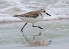 Sanderling-0001.jpg