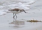 Sanderling-0002.jpg