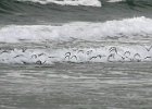 Sandpiper-0001.jpg