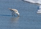 Sandpiper-0002.jpg