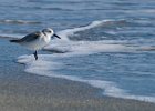 Sandpiper-0003.jpg