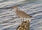 Sandpiper-0004.jpg