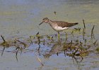 Sandpiper-0005.jpg