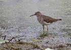 Sandpiper-0006.jpg