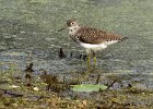 Sandpiper-0007.jpg