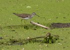 Sandpiper-0008.jpg