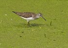 Sandpiper-0009.jpg