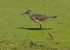 Sandpiper-0010.jpg
