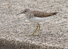 Sandpiper-0011.jpg