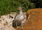 Sandpiper-0013.jpg
