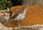 Sandpiper-0014.jpg