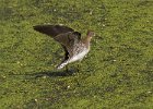 Sandpiper-0016.jpg