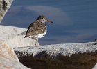 Sandpiper-0017.jpg