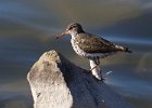 Sandpiper-0018.jpg