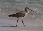 Willet-0001.jpg