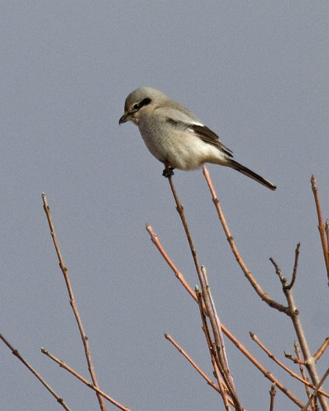 NorthernShrike-0005
