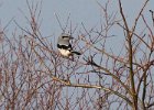 Shrikes