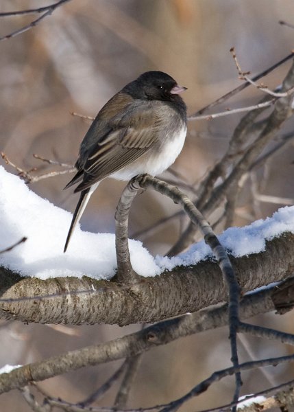 Junco-0023