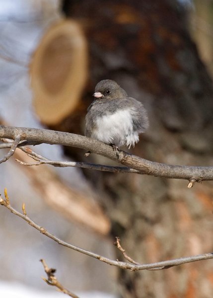 Junco-0026