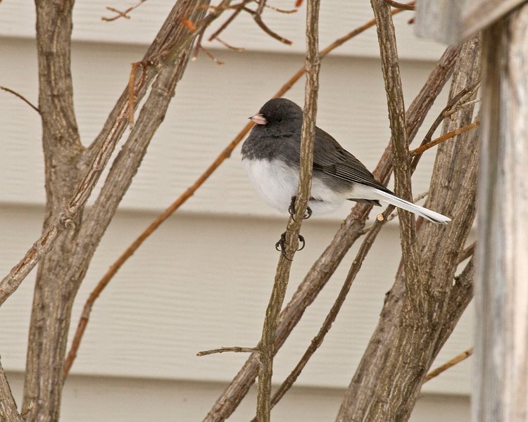 Junco-0032