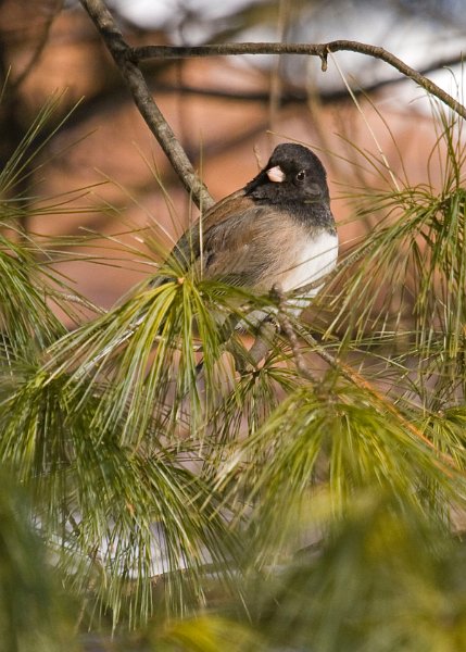 Junco-0045
