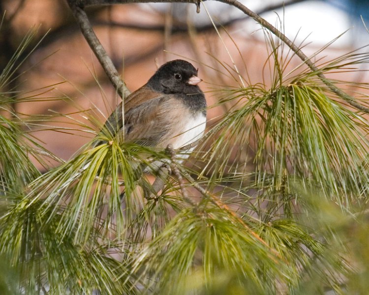 Junco-0046