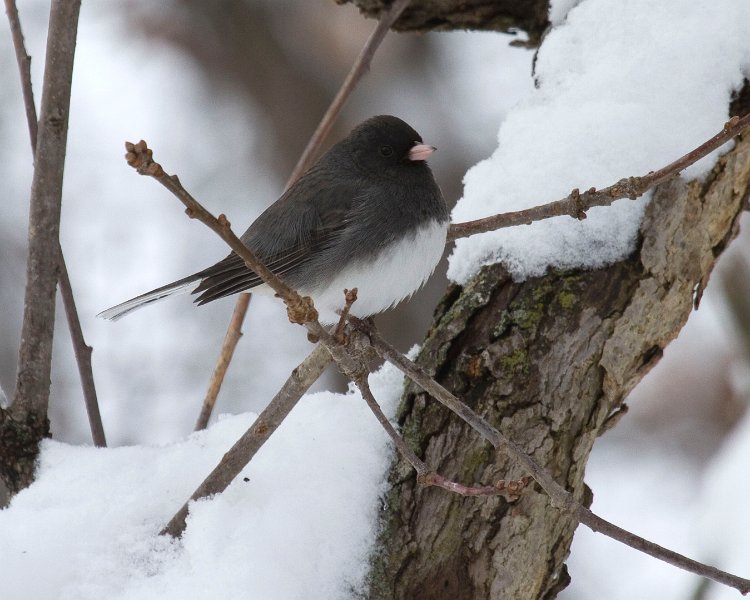 Junco-0047