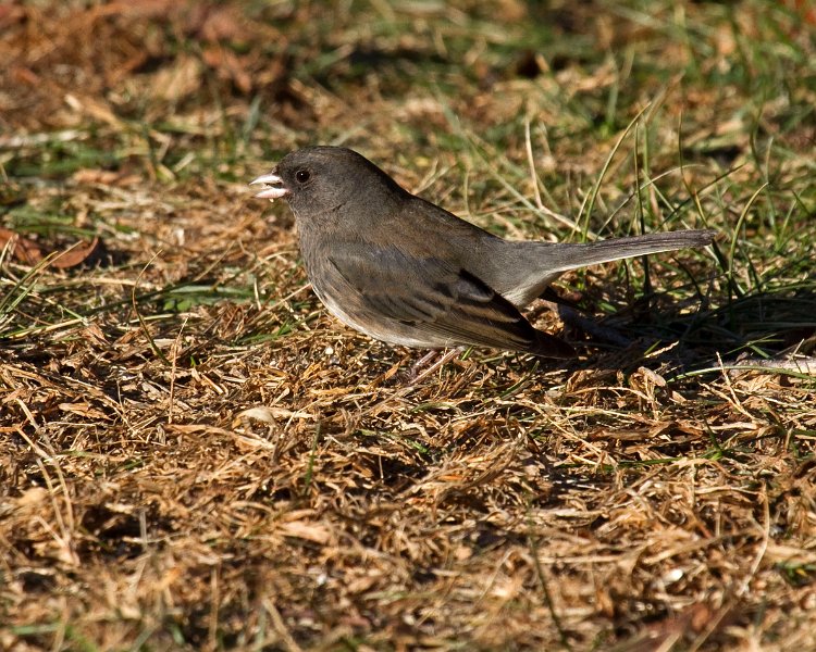 Junco-0048