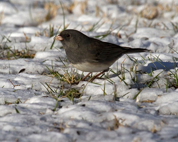 Junco-0056