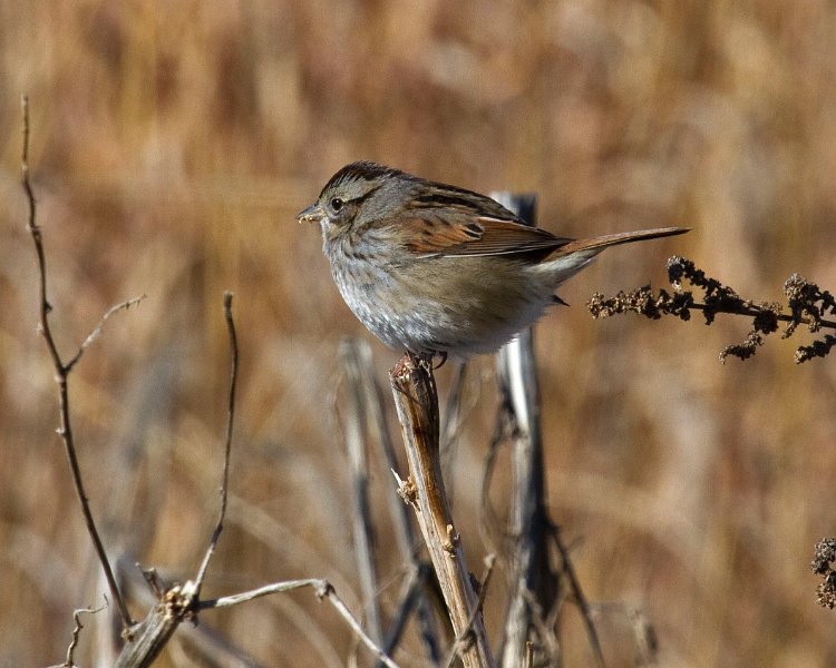SwampSparrow-0001