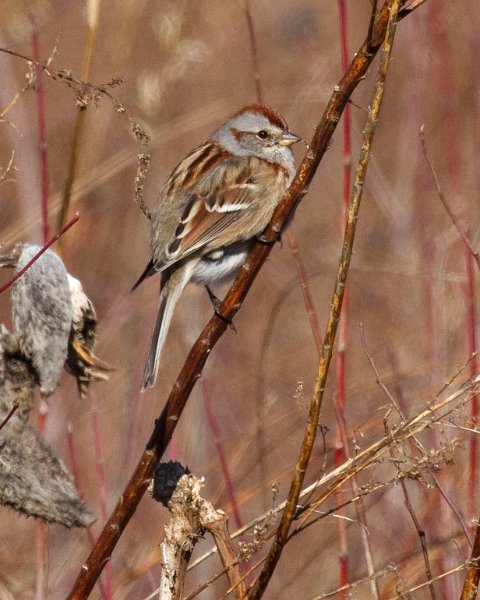 TreeSparrow-0031