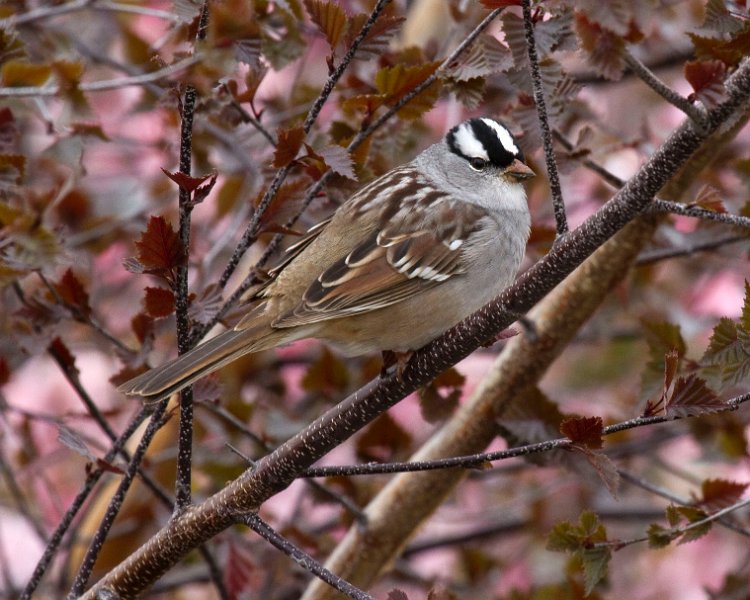 WhtCrwnSparrow-0002
