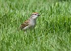 Sparrows