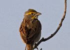 Dickcissel-0004.jpg