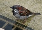 HouseSparrow-0001.jpg