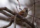 HouseSparrow-0016.jpg