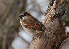HouseSparrow-0017.jpg