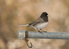 Junco-0014.jpg
