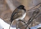 Junco-0023.jpg