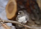 Junco-0026.jpg