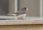 Junco-0028.jpg