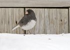 Junco-0031.jpg
